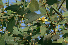 Sonneratia apetala